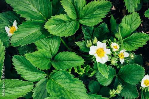 Top view of beautiful fresh green strawberry leaves and flowers background. Natural floral background. Greenery spring concept.