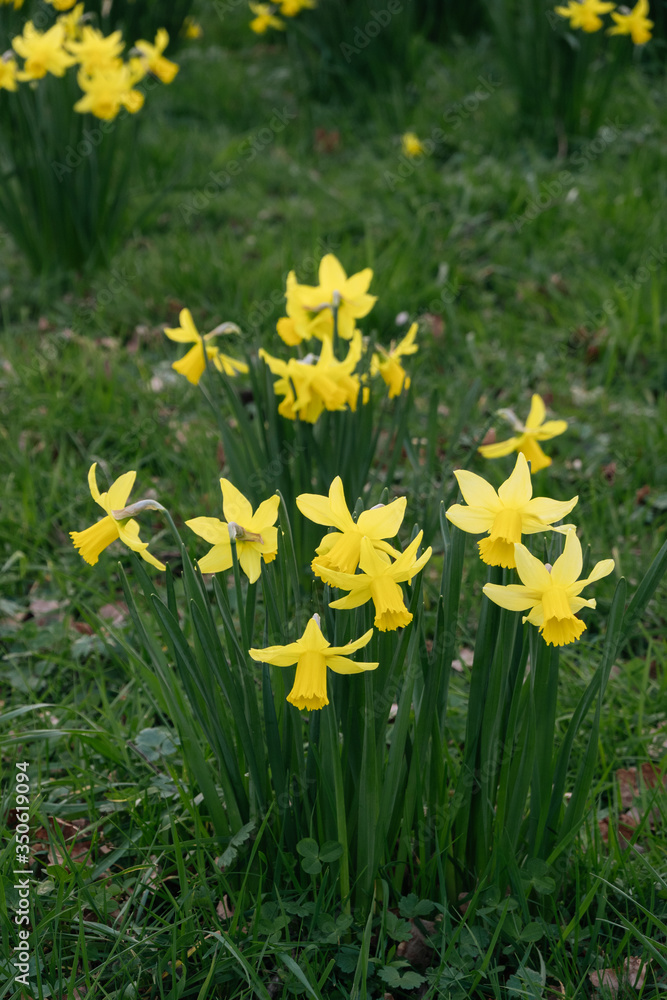 Fototapeta premium flowers of a narcissus with petals of yellow colors on a green background of leaves. Field with fresh beautiful daffodils on sunny day.