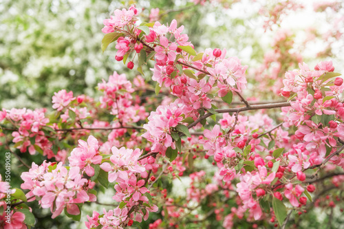 Apple tree with pink flowers © YuliaB