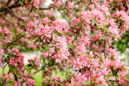 Branches of blooming apple tree