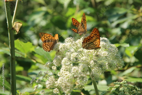 БАБОЧКИ, ЦВЕТЫ, ЛЕТО