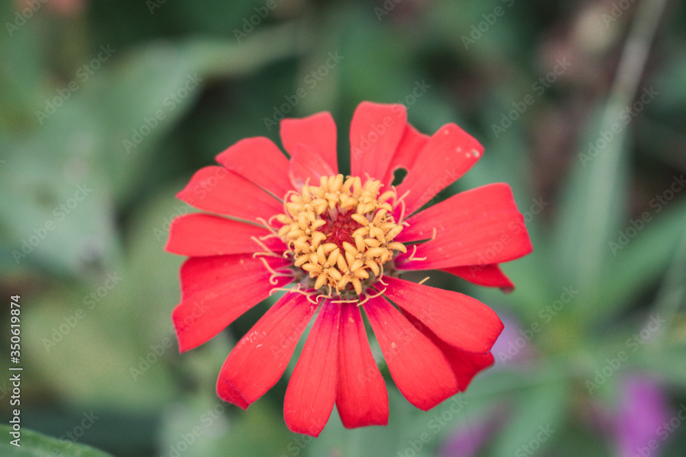 Defocused and blurred image for background. Red zinnia elegans flowers. Common Zinnia (Zinnia elegans) bloom in garden. copy space. vintage style. Defocused and blurred image for background. Red zinnia elegans flowers. Common Zinnia (Zinnia elegans) bloom in garden. copy space. vintage style.