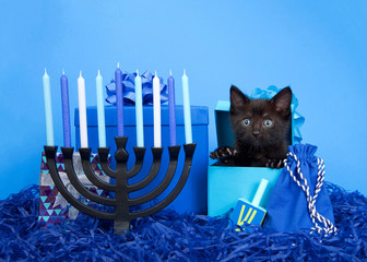 Adorable tiny black kitten peaking out of a blue present box next to menorah with dreidel for Hanukkah. Bright blue background. Animal antics fun holiday theme.