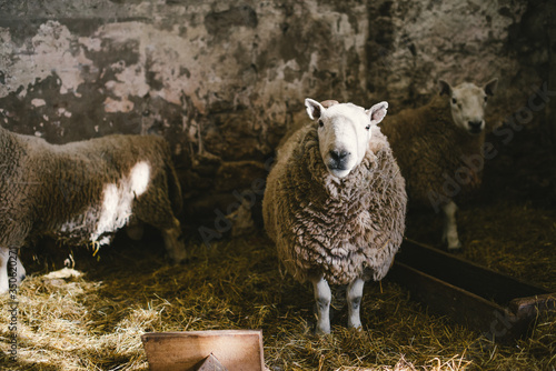 Portrait of cheviot sheep standing in sheepfold