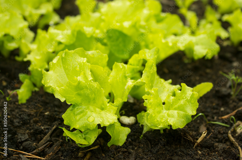 Young salad lettuce growing outdoors in vegetable garden, closeup. Fresh new leaves of green lettuce salad growing in soil in garden. Young salad lettuce growing outdoors in vegetable garden, closeup. Fresh new leaves of green lettuce salad growing in soil in garden.