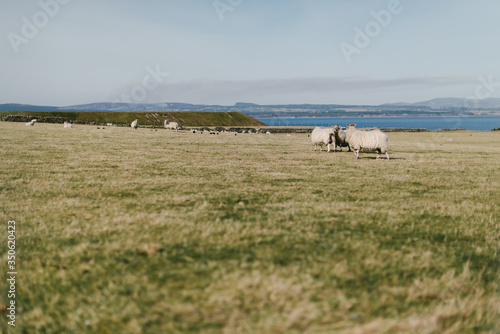 Troupeau de moutons cheviot en Ecosse, en bord de mer photo