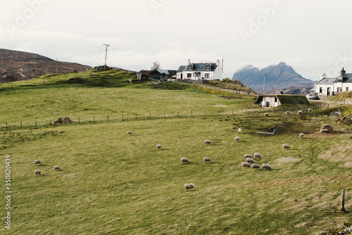 Troupeau de moutons qui pâture en Ecosse photo