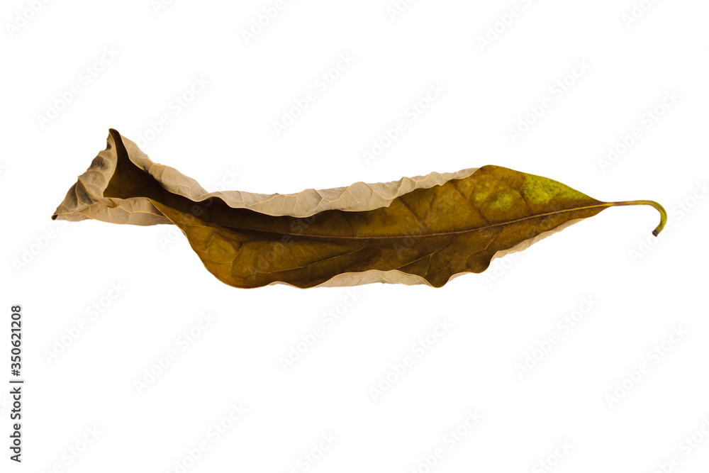 Fototapeta premium Dry brown leaf texture .The concept of wilting, autumn