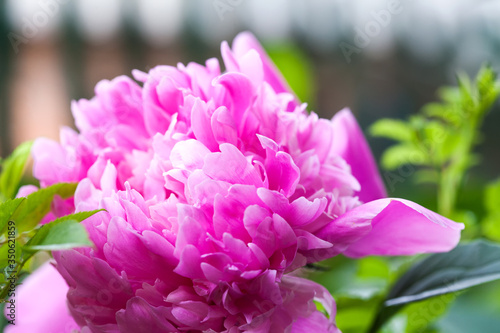 Peony ultra violet flower petals close-up photo. Colourful textured decorative pink plant  shallow depth of field.