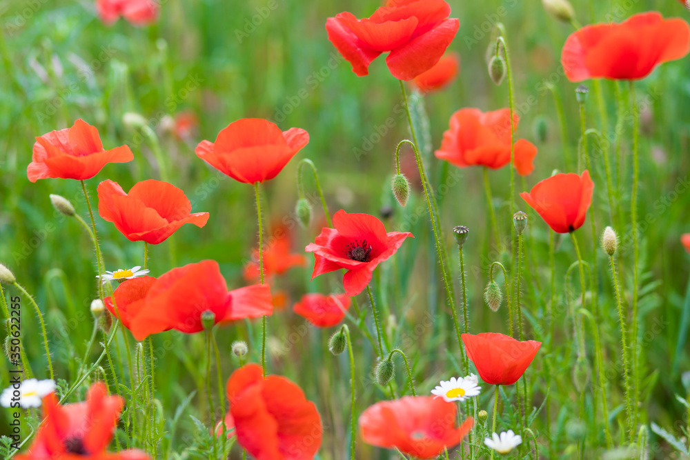 Fototapeta premium red poppy