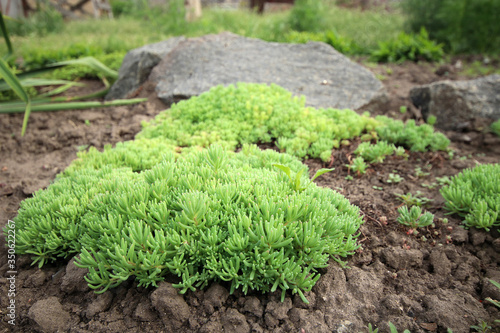  Leaves of white stonecrop , growing in flower bed. Sedum album. Ground cover plants.