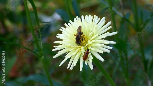 Une abeille et un coléoptère se partent une fleur. photo