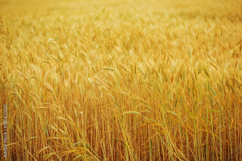 Field Of Wheat Growing On Farm. Field Of Wheat Growing On Farm.