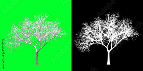 Front View Winter Tree 3D Render PNG Chroma Key Bakcground with Opacity Map for Cutout Compositing