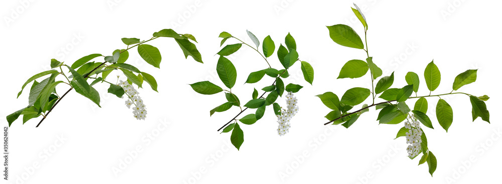 Three branches of bird cherry tree with flowers and many green leaves on white background