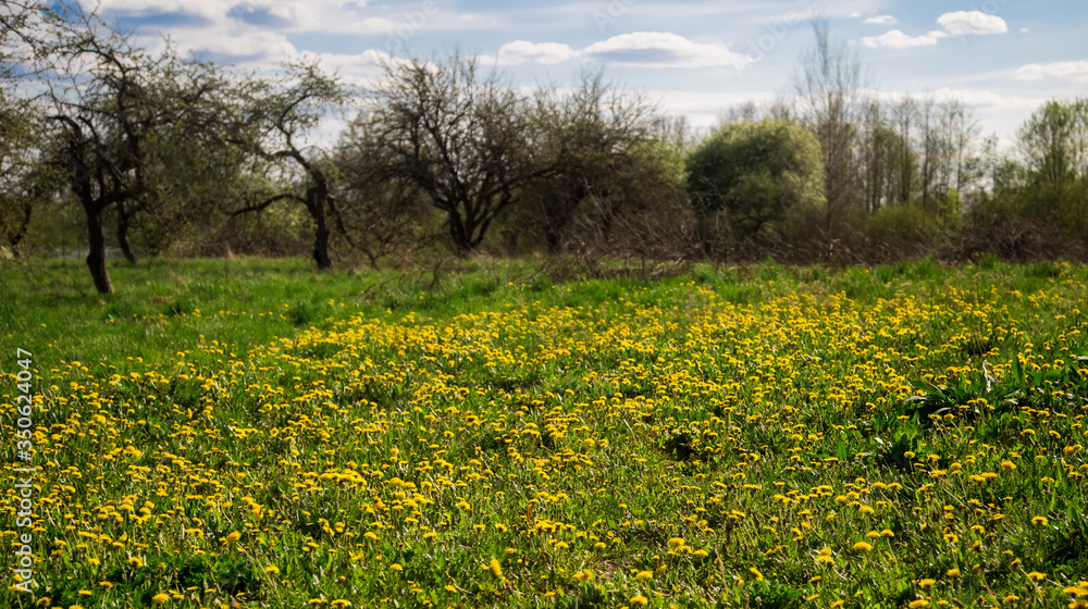 dandelion field in summer