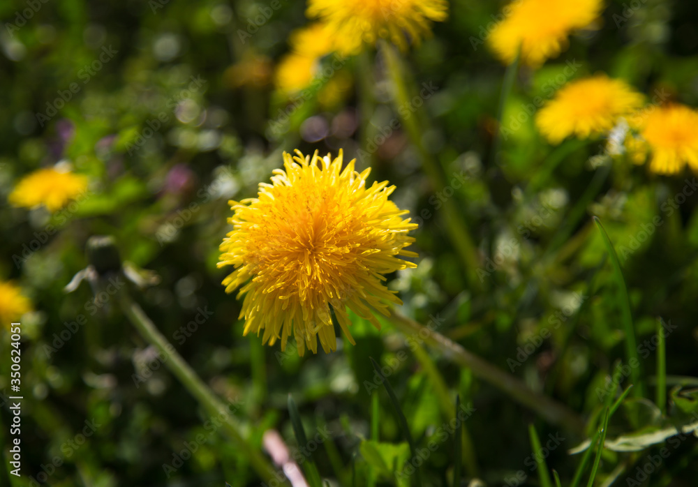 yellow dandelion flowers close-up yellow dandelion flowers close-up