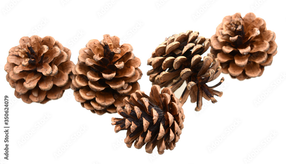 Pinecones isolated white background Pinecones isolated white background