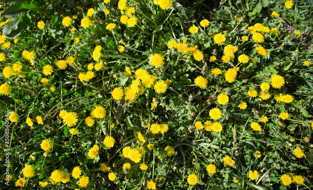 dandelion field in summer in nature