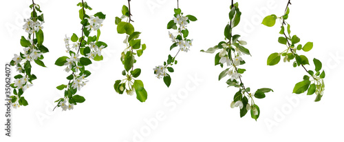 Various branches of apple tree with flowers and young green leaves on white background