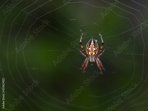 Neoscona adianta. Spider in its natural environment.