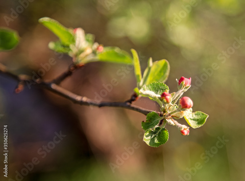 apple tree flower bud on a branch