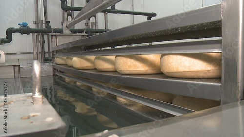A Cheese Factory Employee Looking After a Fresh Brined. Cheese making process.  Production of cheese wheels in factory