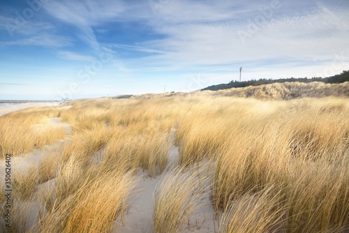 The shore (desert) of Anholt island under the bright blue sky with cirrus clouds. Sand dunes and plants (Ammophila) close-up. Environmental conservation, eco tourism theme. Kattegat, Denmark photo