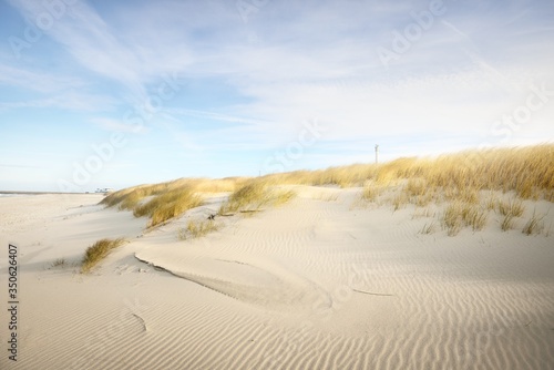 Fototapeta Naklejka Na Ścianę i Meble -  The shore (desert) of Anholt island under the bright blue sky with cirrus clouds. Sand dunes and plants (Ammophila) close-up. Environmental conservation, eco tourism theme. Kattegat, Denmark