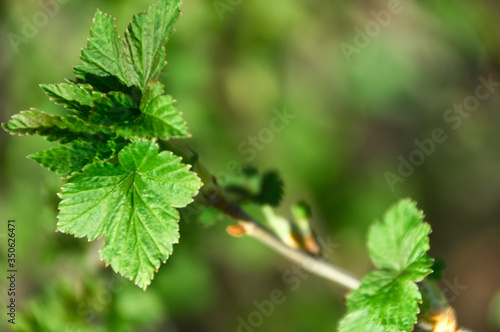 A bush of red (black) currant with fresh fresh green leaves in the garden in early spring. Branch close up on a bokeh background.