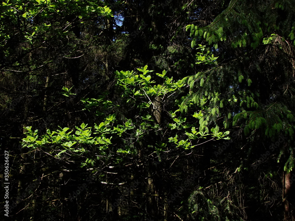 Fototapeta premium spring forest in the morning