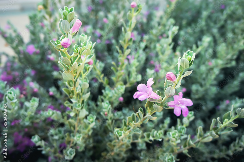 Bush with green leaves and small purple flowers, close-up. Soft focus. Plants of Africa and southern countries.