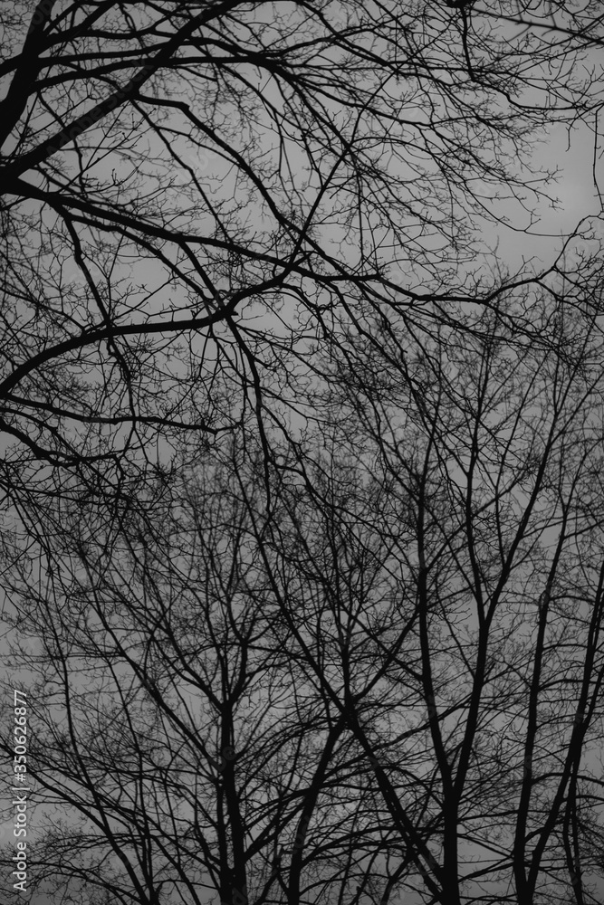 silhouette of a tree silhouette of a tree