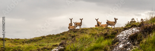 Obraz na plátně group of doe standing and looking in the scottish highlands, United Kingdom on a cloudy day