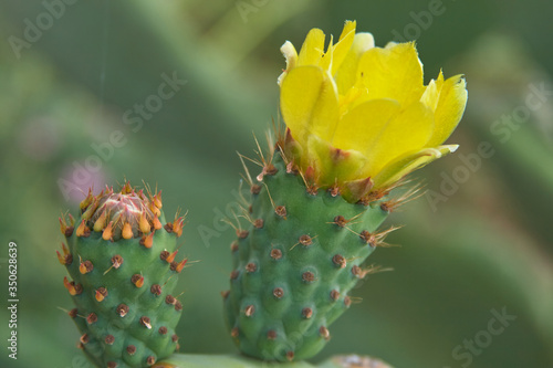 Cactus flowers