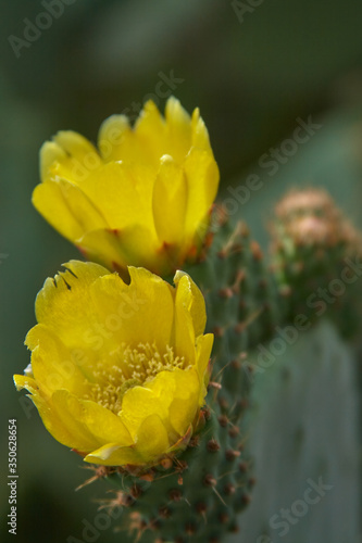 Cactus flowers