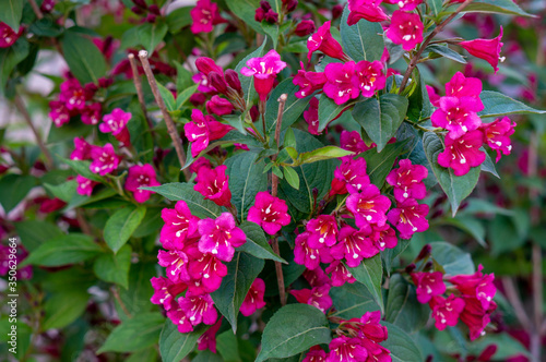 Wallpaper Mural A branch of the Variegated Weigela shrub with white and pink flowers, close-up, soft lighting Torontodigital.ca