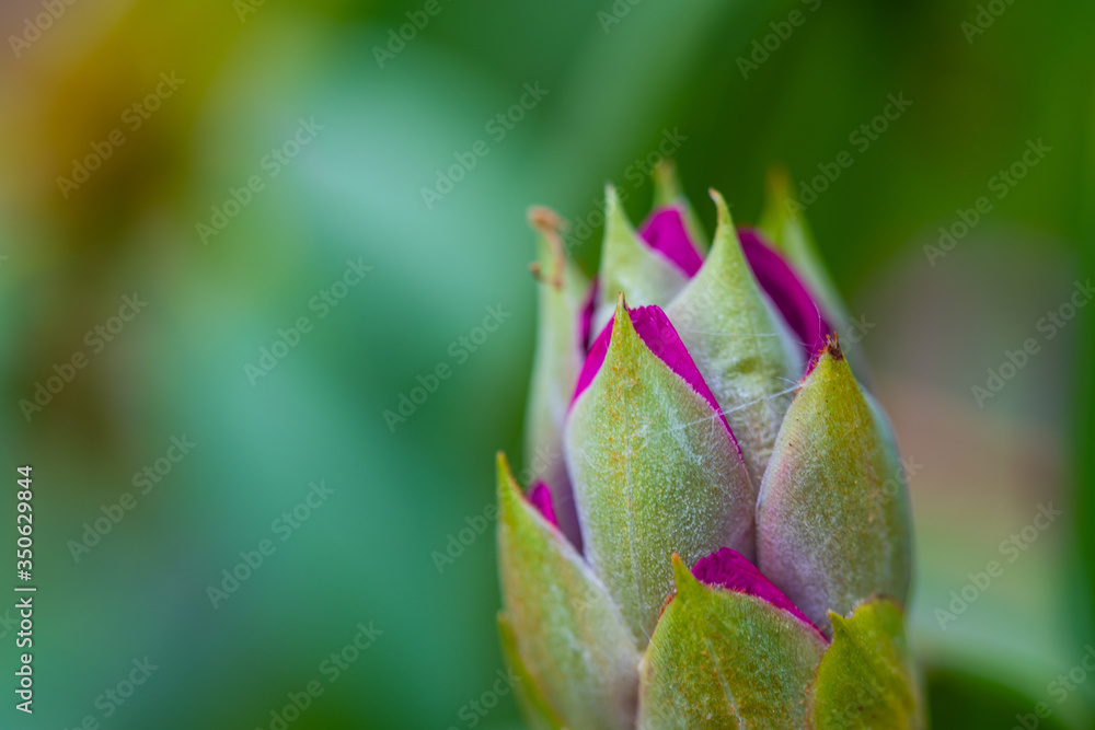 Rhododendron (Ericales) in colorful purple slowly unfolds its bloom direction summer Rhododendron (Ericales) in colorful purple slowly unfolds its bloom direction summer