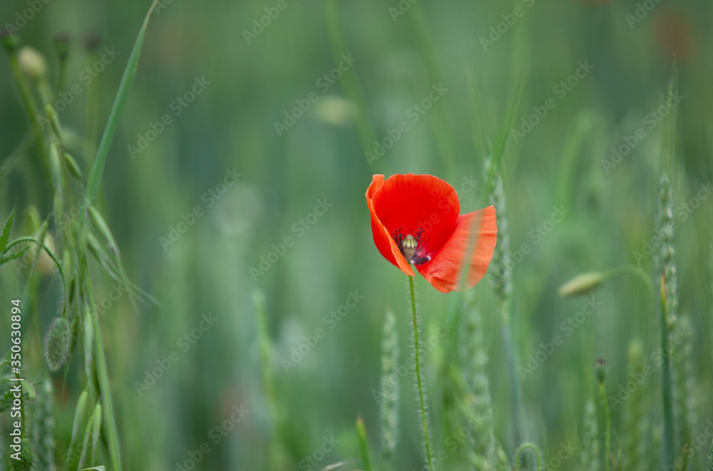 Obraz premium Poppy flowers in a wheat field