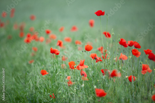 Poppy flowers in a wheat field