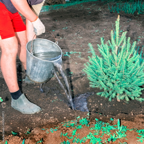 A young handsome man plants a sapling of spruce in the garden. photo