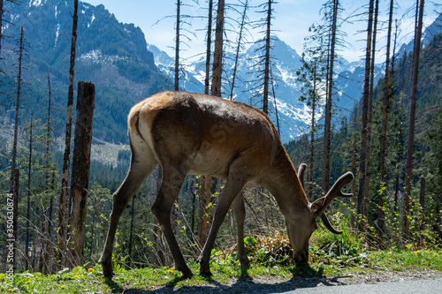 Fototapeta Naklejka Na Ścianę i Meble -  Łoś