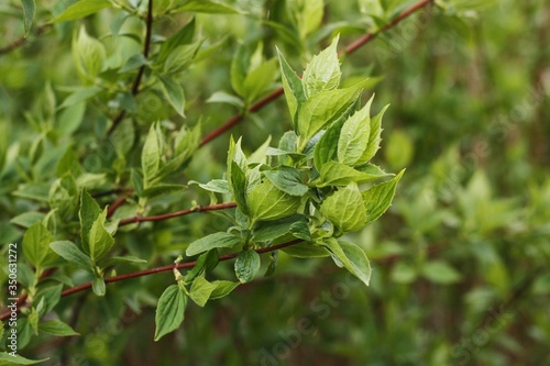 Wallpaper Mural Tree with the first green leaves in the forest Torontodigital.ca