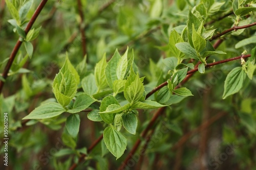 Wallpaper Mural Tree with the first green leaves in the forest Torontodigital.ca