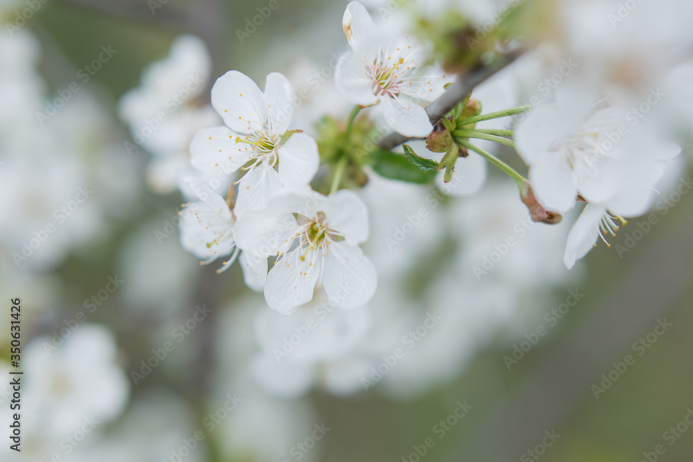 spring cherry flowers . background texture with selective focus spring cherry flowers . background texture with selective focus