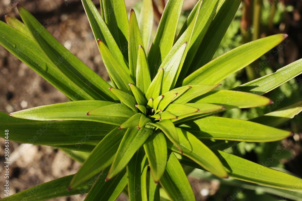 Obraz premium Beautiful green plant in the garden view