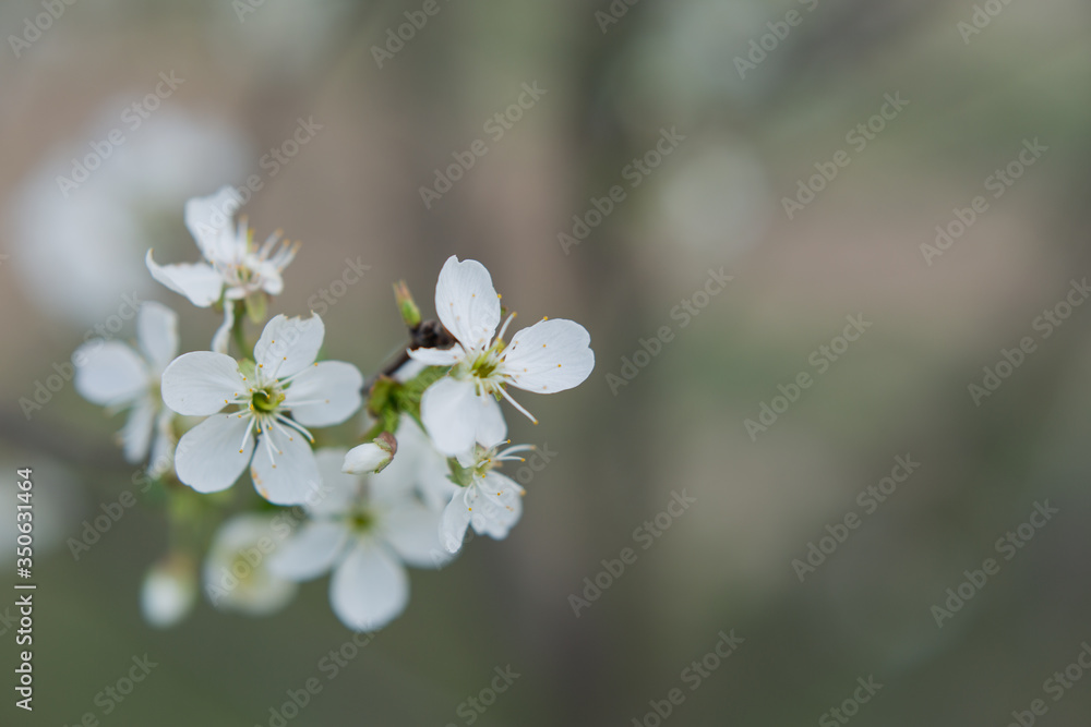 background texture with cherry blossoms background texture with cherry blossoms