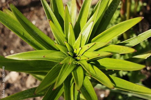 Beautiful green plant in the garden view