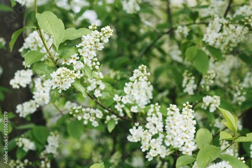 Tree with beautiful white flowers in the garden