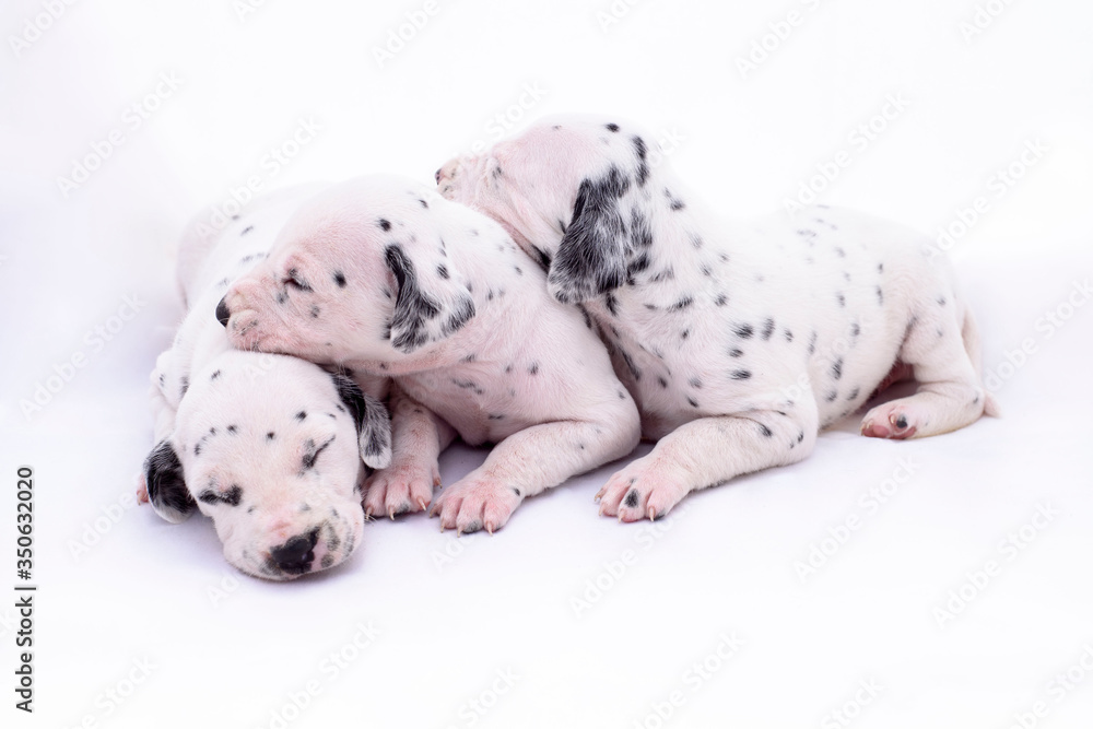 Three puppy dogs of the Dalmata breed on white background. Precious animals. Three puppy dogs of the Dalmata breed on white background. Precious animals.